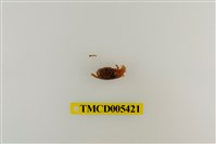 藏品(乳白南方招潮蟹)的圖片